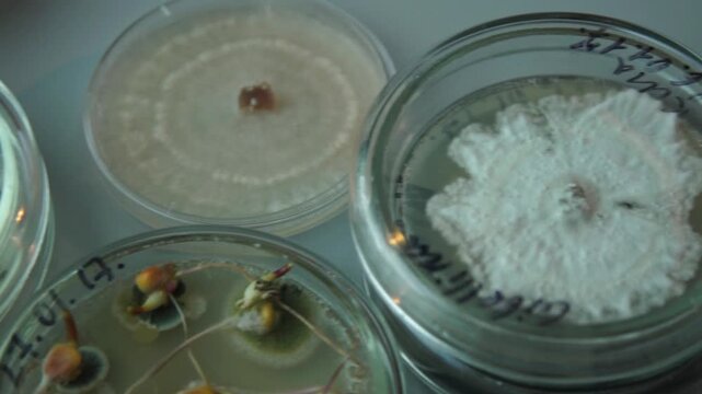Close-up of labeled Petri dishes with mold cultures growing on agar, showing different fungal samples used in microbiology research and laboratory analysis