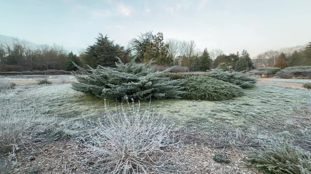 Silver-green juniper bushes stand out against a landscape covered in delicate white frost. The scene feels crisp and refreshing as the soft winter light touches the quiet botanical garden.