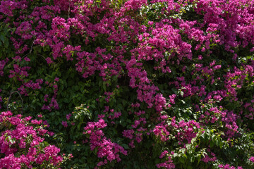 Vibrant Pink Bougainvillea in Full Bloom. A lush bougainvillea plant covered in vivid magenta-pink bracts filling the entire frame, set against deep green foliage. © Murat