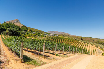 Fototapeta premium Sunlit vineyard rows with mountain backdrop