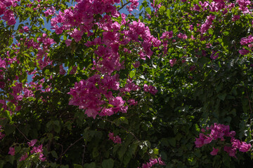 Vibrant Pink Bougainvillea in Full Bloom. A lush bougainvillea plant covered in vivid magenta-pink bracts filling the entire frame, set against deep green foliage. © Murat
