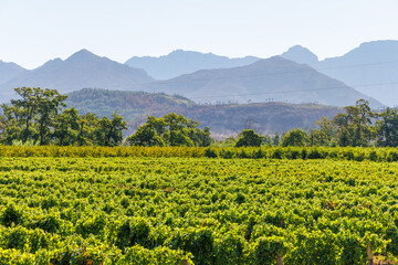 Fototapeta premium Sunlit vineyard rows with mountain backdrop