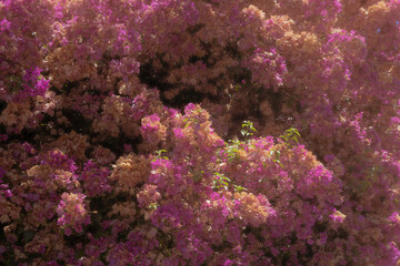 Vibrant Pink Bougainvillea in Full Bloom. A lush bougainvillea plant covered in vivid magenta-pink bracts filling the entire frame, set against deep green foliage. © Murat