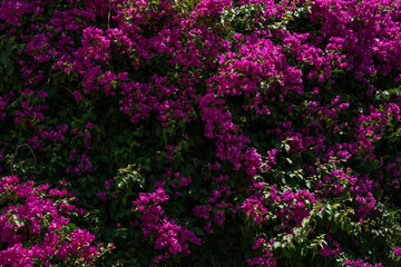 Vibrant Pink Bougainvillea in Full Bloom. A lush bougainvillea plant covered in vivid magenta-pink bracts filling the entire frame, set against deep green foliage. © Murat