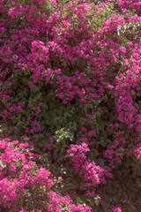 Obraz premium Vibrant Pink Bougainvillea in Full Bloom. A lush bougainvillea plant covered in vivid magenta-pink bracts filling the entire frame, set against deep green foliage.