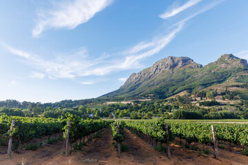 Fototapeta premium Sunlit vineyard rows