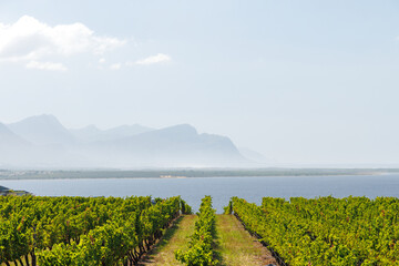 Fototapeta premium Sunlit vineyard rows in South Africa