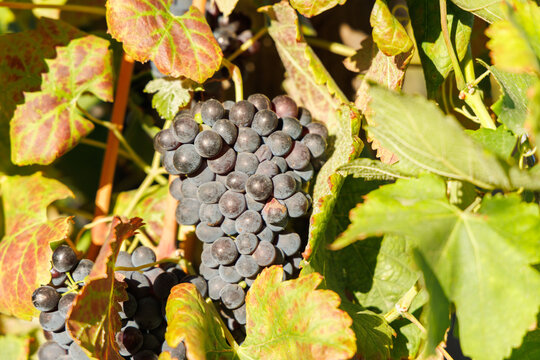 Ripe grapes on vine in South African vineyard