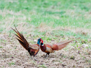 Fototapeta premium Pheasant males are fighting in during mating season