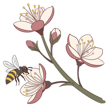 A delicate illustration depicts blossoming cherry flowers with a busy bee collecting pollen showcasing spring s gentle beauty high quality