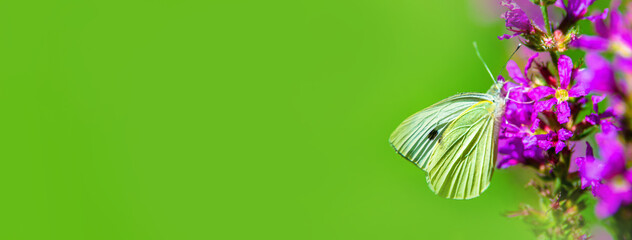 A yellow butterfly sits on a purple flower © licvin