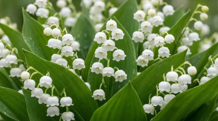 Lily of the Valley Flowers in Bloom Lily Of The Valley Flowers White Flowers Green Leaves Nature Botanical Floral. Concept featuring lily of the valley, flowers, white flowers, green leaves, nature... © Oleksandr