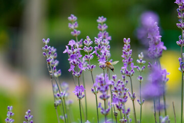 Obraz premium Close-up of a bee flying and collecting pollen from blooming lavender flowers. The image captures a delicate moment of pollination, highlighting the beauty of nature, vibrant purple blossoms.
