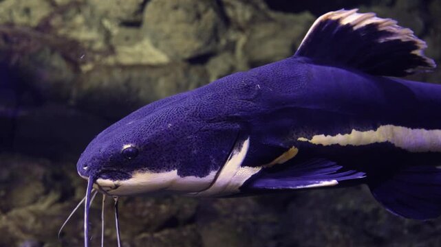 Graceful redtail catfish, phractocephalus hemioliopterus, swimming slowly in a freshwater aquarium, displaying its distinctive dark body, white underbelly, and vibrant orange tail fin