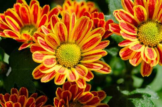 Herbstastern