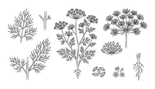 Dill herb plant parts vector illustration, showing leaves, flowers, seeds, and root