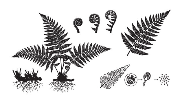 Fern plant life cycle, fronds and unfurling fiddleheads vector illustration