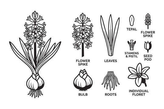 Hyacinth anatomy vector illustration with flower spike bulb roots leaves and individual floret parts