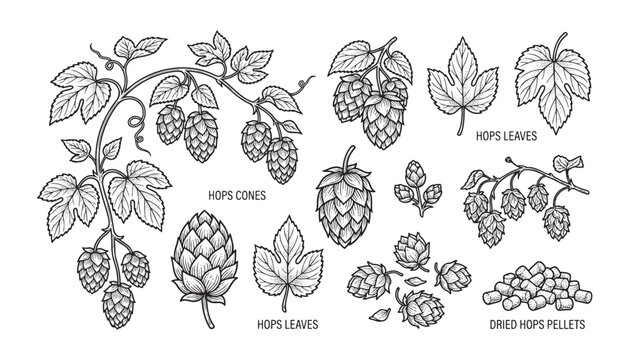 Hops plant cones vector illustration including leaves and dried pellets in hand drawn engraving style