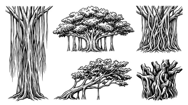 Collection of detailed black and white illustrations of various banyan trees, showcasing their unique aerial root systems and dense canopies.