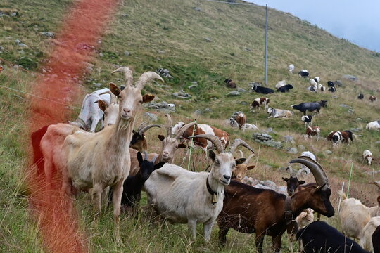 Biella, sentieri e boschi sulle montagne del Santuario di Oropa: capre al pascolo Piemonte, Italia