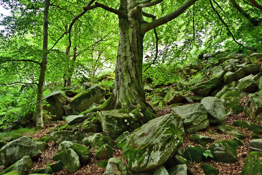 Biella, sentieri e boschi sulle montagne del Santuario di Oropa: il sentiero dei sacerdoti, Piemonte, Italia