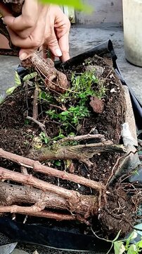 Harvest Cassava Planted in Polybag