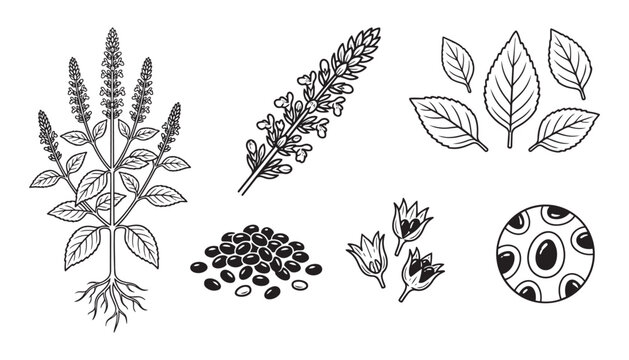 Perilla botanical illustration vector set with plant, seeds, leaves, and flowers on transparent background