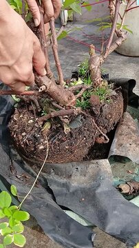 Harvest Cassava Planted in Polybag