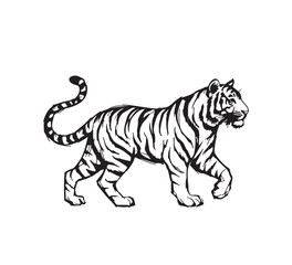 Fototapeta premium Detailed monochromatic illustration of a majestic tiger walking gracefully, showcasing its distinctive stripes and powerful presence in a timeless artistic style