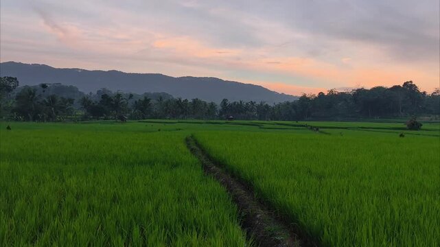 Peaceful sunset over lush green rice paddy fields with mountain silhouettes in Cimanggu, Cilacap, Central Java.