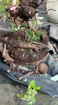 Harvest Cassava Planted in Polybag