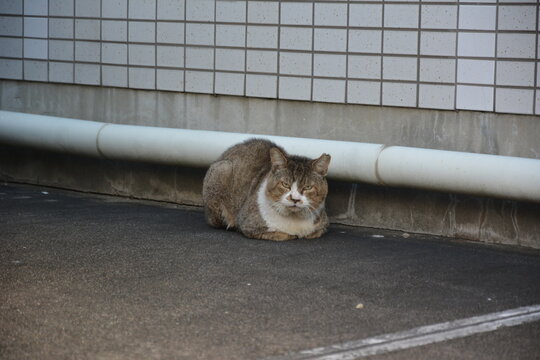街角の猫」の写真素材 | 597件の無料イラスト画像 | Adobe Stock