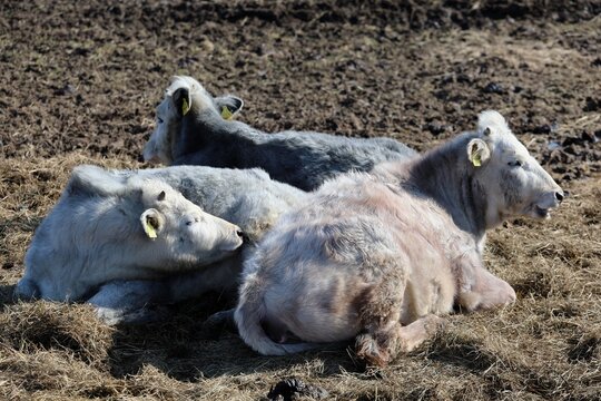 several light colored cattle lie calmly chewing cud under bright sunlight warm