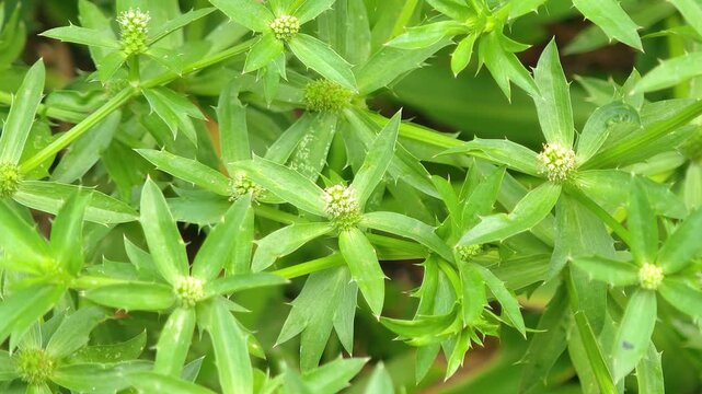 culantro growing on soil and blooming in Thailand. 