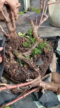 Harvest Cassava Planted in Polybag