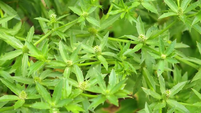 culantro growing on soil and blooming in Thailand. 