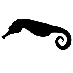 Silhouette of a baby seahorse © Breck