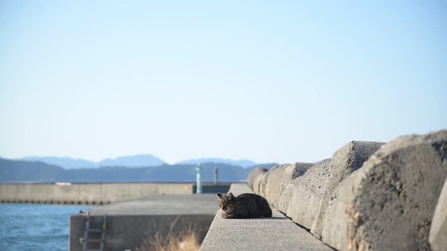 加太港でくつろぐトラ猫