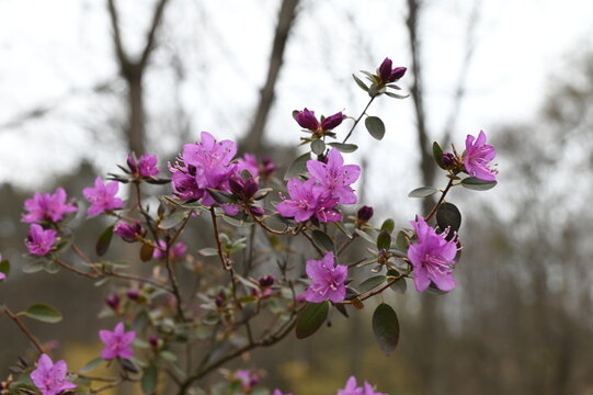 Closeup shot of Rhododendron dauricum flowers