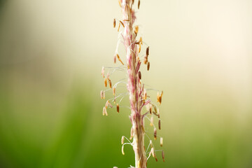 Fototapeta premium Macro texture of wild plant growth at the field