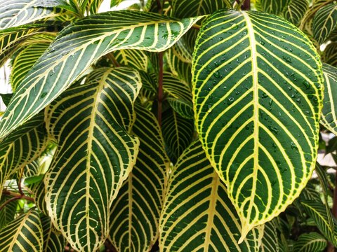 cacak gading plant or Sanchezia speciosa with striped leaves