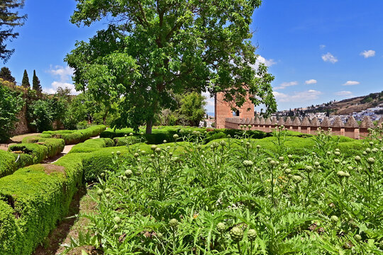 Granada, giardini cin carciofi nel complesso dell'Alhambra, Andalusia, Spagna