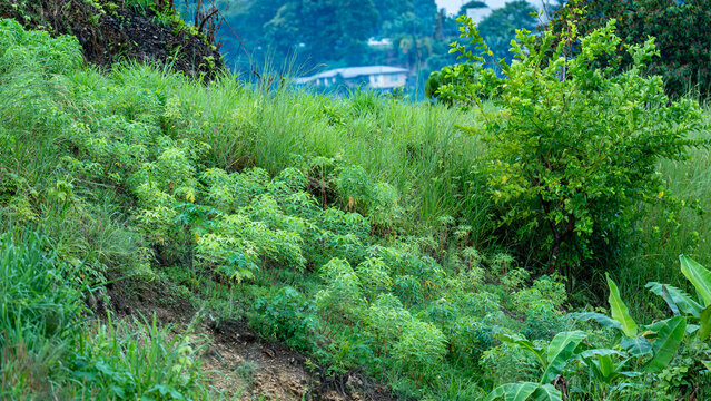 A tapioca garden on a tropical grassy hillside.