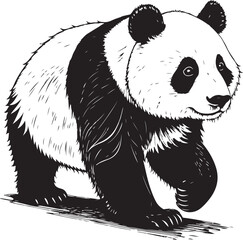 Obraz premium Panda Bear Walking Hand-drawn Sketch Drawing Vector Illustration, Line Linear Symbol Black and White Engraving, Isolated