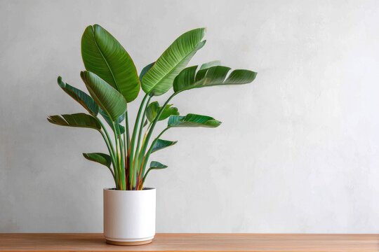 Large, healthy bird of paradise plant in a modern white pot on wood surface