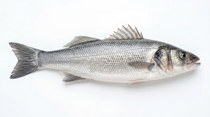 Obraz premium A single raw whole mediterranean sea bass fish with silvery scales and detailed dorsal fin rays
