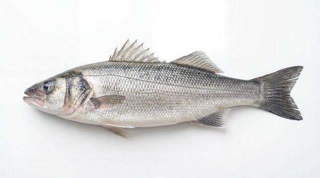 A detailed side view of a striped bass showing its characteristic dark horizontal lateral lines