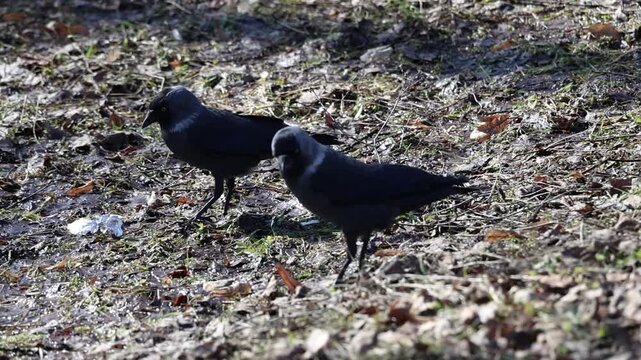Two jackdaws forage on a park lawn in spring. They are eats something it found. slow motion