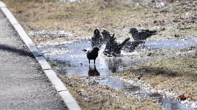 Jackdaws taking a bath in a roadside puddle, sunny spring day, droplets glistening, slow motion
